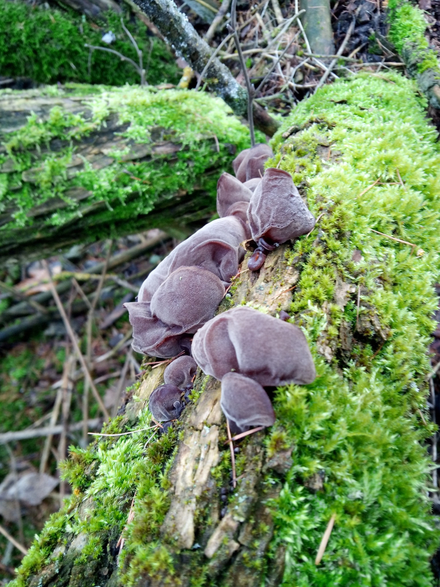 Vánoční houba, hlíva i ucho Jidášovo. Houbaři vyrážejí do lesů - 1536 x 2048 